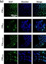 Mouse IgG (H+L) Highly Cross-Adsorbed Secondary Antibody in Immunocytochemistry (ICC/IF)