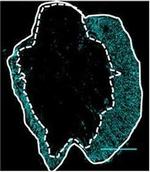 Chicken IgY (H+L) Secondary Antibody in Immunohistochemistry (IHC)