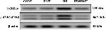 Mouse IgG (H+L) Secondary Antibody in Western Blot (WB)