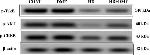 Mouse IgG (H+L) Secondary Antibody in Western Blot (WB)