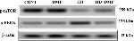 Mouse IgG (H+L) Secondary Antibody in Western Blot (WB)