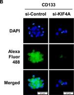Rabbit IgG (H+L) Highly Cross-Adsorbed Secondary Antibody in Immunocytochemistry (ICC/IF)