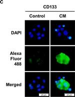 Rabbit IgG (H+L) Highly Cross-Adsorbed Secondary Antibody in Immunocytochemistry (ICC/IF)
