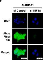 Rabbit IgG (H+L) Highly Cross-Adsorbed Secondary Antibody in Immunocytochemistry (ICC/IF)