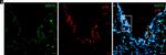 Rabbit IgG (H+L) Cross-Adsorbed Secondary Antibody in Immunohistochemistry (Paraffin) (IHC (P))