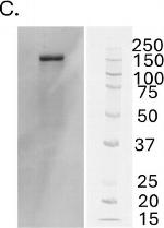 Mouse IgG (H+L) Secondary Antibody in Western Blot (WB)