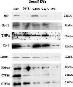 Rabbit IgG (H+L) Cross-Adsorbed Secondary Antibody in Western Blot (WB)