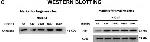 Rabbit IgG (H+L) Cross-Adsorbed Secondary Antibody in Western Blot (WB)