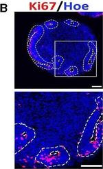 Rabbit IgG (H+L) Highly Cross-Adsorbed Secondary Antibody in Immunohistochemistry (Frozen) (IHC (F))