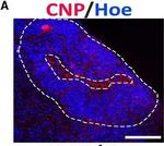 Mouse IgG (H+L) Highly Cross-Adsorbed Secondary Antibody in Immunohistochemistry (Frozen) (IHC (F))