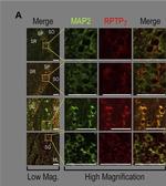 Chicken IgY (H+L) Cross-Adsorbed Secondary Antibody in Immunocytochemistry (ICC/IF)