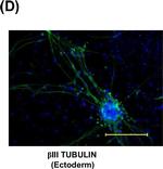 Rabbit IgG (H+L) Highly Cross-Adsorbed Secondary Antibody in Immunocytochemistry (ICC/IF)