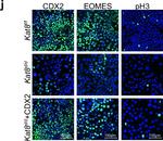Rabbit IgG (H+L) Highly Cross-Adsorbed Secondary Antibody in Immunocytochemistry (ICC/IF)