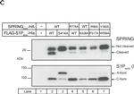 Rabbit IgG (Heavy chain) Secondary Antibody in Western Blot (WB)