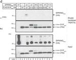 Mouse IgG (H+L) Secondary Antibody in Western Blot (WB)