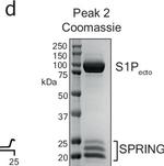 Mouse IgG (H+L) Secondary Antibody in Western Blot (WB)