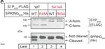 Mouse IgG (H+L) Secondary Antibody in Western Blot (WB)