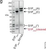 Mouse IgG (H+L) Secondary Antibody in Western Blot (WB)