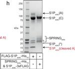 Mouse IgG (H+L) Secondary Antibody in Western Blot (WB)