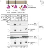 Mouse IgG (H+L) Secondary Antibody in Western Blot (WB)
