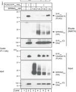 Mouse IgG (H+L) Secondary Antibody in Western Blot (WB)