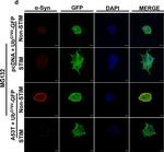 Rabbit IgG (H+L) Cross-Adsorbed Secondary Antibody in Immunocytochemistry (ICC/IF)