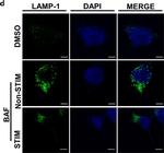 Rabbit IgG (H+L) Cross-Adsorbed Secondary Antibody in Immunocytochemistry (ICC/IF)