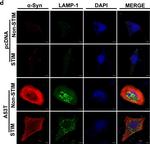 Rabbit IgG (H+L) Cross-Adsorbed Secondary Antibody in Immunocytochemistry (ICC/IF)