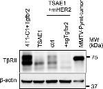 Goat IgG (H+L) Cross-Adsorbed Secondary Antibody in Western Blot (WB)