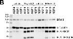 Mouse IgG (H+L) Secondary Antibody in Western Blot (WB)