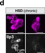 Rabbit IgG (H+L) Highly Cross-Adsorbed Secondary Antibody in Immunohistochemistry (PFA fixed) (IHC (PFA))