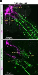 Rabbit IgG (H+L) Highly Cross-Adsorbed Secondary Antibody in Immunohistochemistry (PFA fixed) (IHC (PFA))