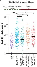 Mouse IgG (H+L) Highly Cross-Adsorbed Secondary Antibody in Functional Assay (Functional)