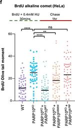 Mouse IgG (H+L) Highly Cross-Adsorbed Secondary Antibody in Functional Assay (Functional)
