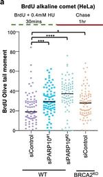 Mouse IgG (H+L) Highly Cross-Adsorbed Secondary Antibody in Functional Assay (Functional)