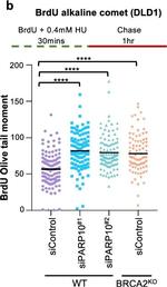 Mouse IgG (H+L) Highly Cross-Adsorbed Secondary Antibody in Functional Assay (Functional)