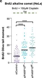 Mouse IgG (H+L) Highly Cross-Adsorbed Secondary Antibody in Functional Assay (Functional)
