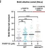 Mouse IgG (H+L) Highly Cross-Adsorbed Secondary Antibody in Functional Assay (Functional)