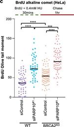 Mouse IgG (H+L) Highly Cross-Adsorbed Secondary Antibody in Functional Assay (Functional)