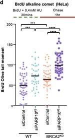 Mouse IgG (H+L) Highly Cross-Adsorbed Secondary Antibody in Functional Assay (Functional)