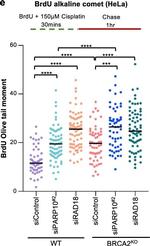 Mouse IgG (H+L) Highly Cross-Adsorbed Secondary Antibody in Functional Assay (Functional)