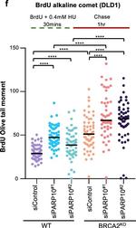 Mouse IgG (H+L) Highly Cross-Adsorbed Secondary Antibody in Functional Assay (Functional)