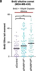 Mouse IgG (H+L) Highly Cross-Adsorbed Secondary Antibody in Functional Assay (Functional)