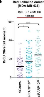 Mouse IgG (H+L) Highly Cross-Adsorbed Secondary Antibody in Functional Assay (Functional)