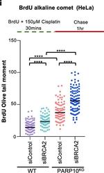 Mouse IgG (H+L) Highly Cross-Adsorbed Secondary Antibody in Functional Assay (Functional)
