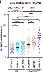 Mouse IgG (H+L) Highly Cross-Adsorbed Secondary Antibody in Functional Assay (Functional)