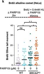 Mouse IgG (H+L) Highly Cross-Adsorbed Secondary Antibody in Functional Assay (Functional)