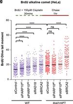 Mouse IgG (H+L) Highly Cross-Adsorbed Secondary Antibody in Functional Assay (Functional)
