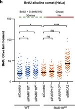 Mouse IgG (H+L) Highly Cross-Adsorbed Secondary Antibody in Functional Assay (Functional)