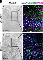 Chicken IgY (H+L) Secondary Antibody in Immunohistochemistry (Frozen) (IHC (F))